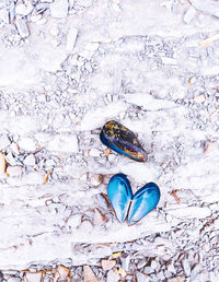 High angle view of shell on rock