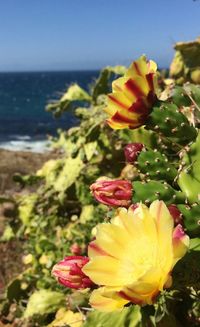 Close-up of yellow flower in sea