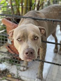 Close-up portrait of a dog in cage