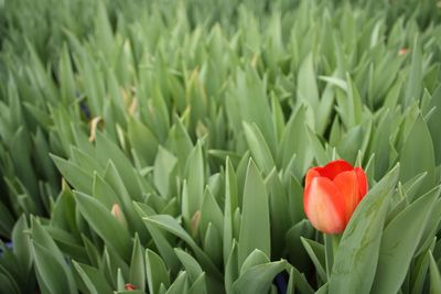 Close-up of red tulip blooming on field