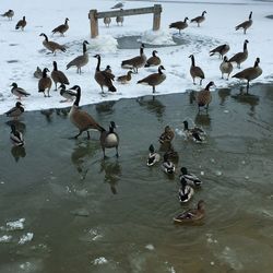 Flock of birds in water