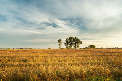 A field with grain, trees on the horizon and white clouds on the sky