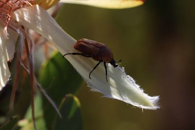 Close-up of insect on plant