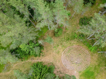 High angle view of plants growing on land