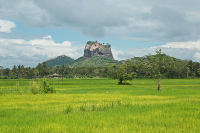 Scenic view of field against sky