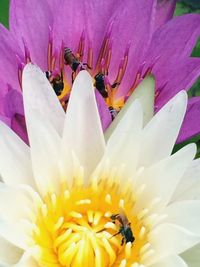 Close-up of bee on white flower