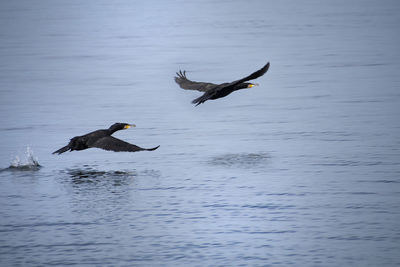 Bird flying over the lake