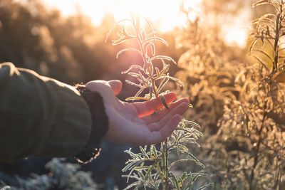 Midsection of man holding plant on field