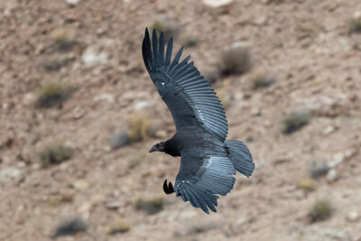 Untagged juvenile california condor soaring