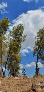 Low angle view of trees on field against sky