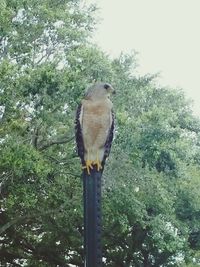 Low angle view of owl perching on tree