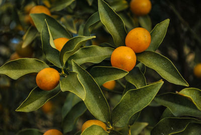 Close-up of oranges growing on tree