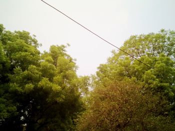 Low angle view of trees