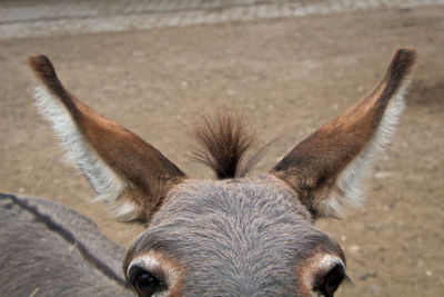 Close-up portrait of a donkey