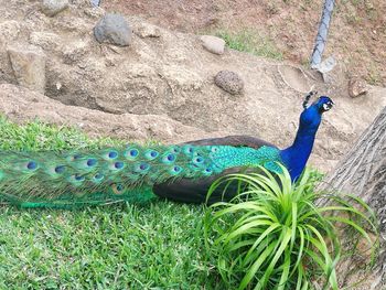 High angle view of a peacock