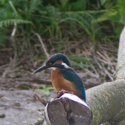 Side view of bird in forest