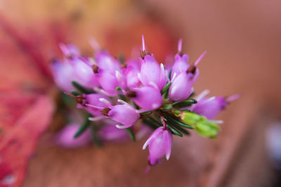Close-up of purple flower