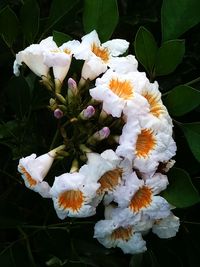 High angle view of white flowering plants