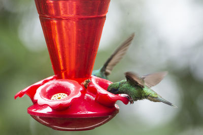 Close-up of red bird flying