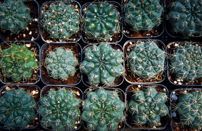 Top view stack of cactus in planting pot