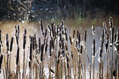 Close-up of dry plants on snow field