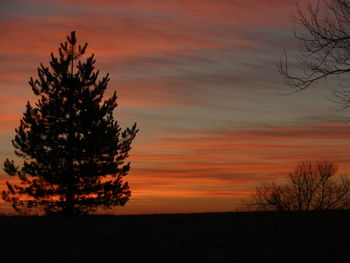 Silhouette of trees at sunset