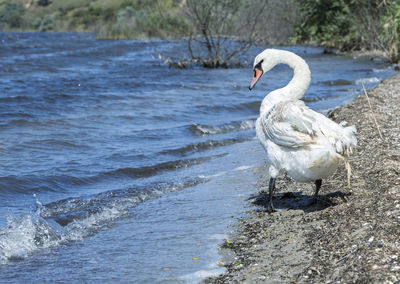 Swan swimming in lake