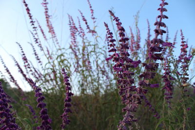 Close-up of purple flowering plants on field