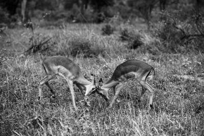 Deer in a field