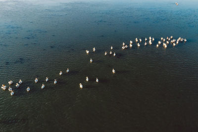 High angle view of birds swimming in sea