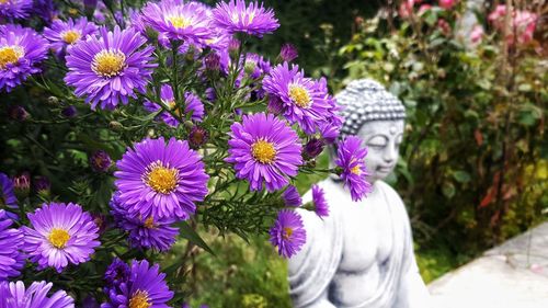 Close-up of purple flowers blooming outdoors