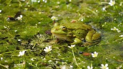 Green frog on land in lake