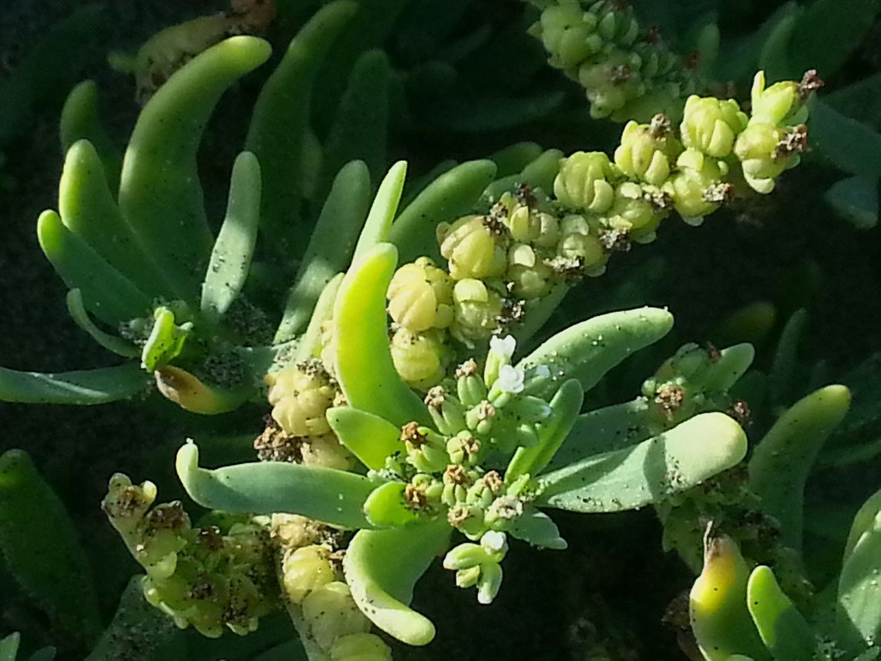 green color, leaf, growth, plant, freshness, nature, close-up, beauty in nature, green, growing, day, outdoors, sunlight, no people, stem, bud, focus on foreground, beginnings, leaves, tranquility