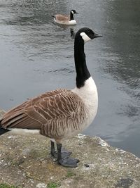 High angle view of a bird in water