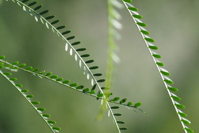 Close-up of succulent plant