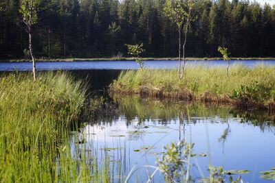 Scenic view of lake in forest