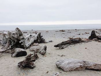 Driftwood on beach against sky