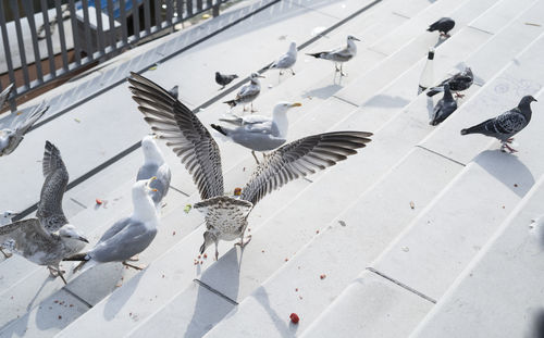 Feeding cute seagulls on stairs