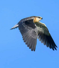 Bird flying against clear blue sky