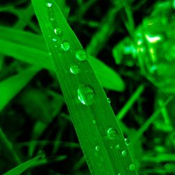 Close-up of wet grass