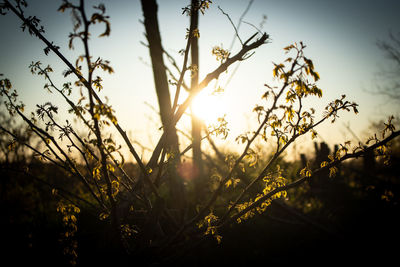 Sunlight streaming through silhouette trees during sunset