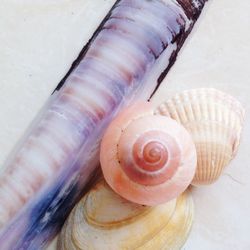 Close-up of seashell