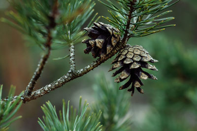 Close-up of pine cone on tree