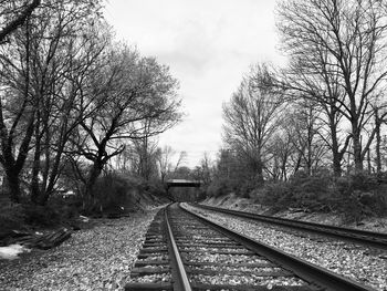 Railroad tracks along trees