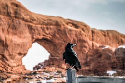 Bird perching on railing against rock formation