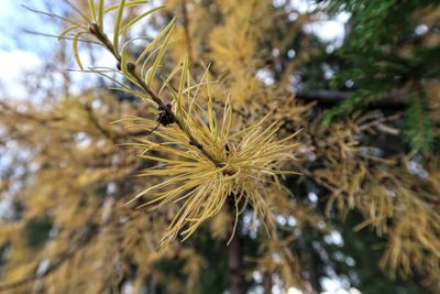 Close-up of flower growing outdoors