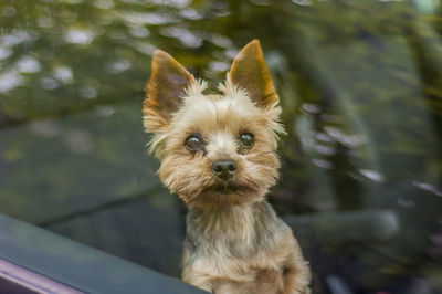 Portrait of dog sitting in car seen through windshield