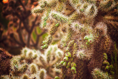 Cactus beauty - visiting the arizona desert