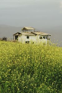 Plants growing on field