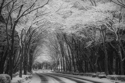 Road amidst bare trees during winter